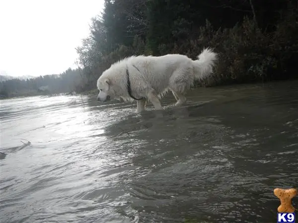 a great pyrenees dog walking in a river